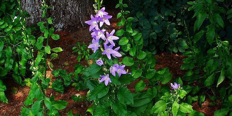 CAMPANULA Pyramidalis - Campanule pyramidale