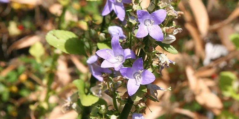 CAMPANULA Pyramidalis - Campanule pyramidale