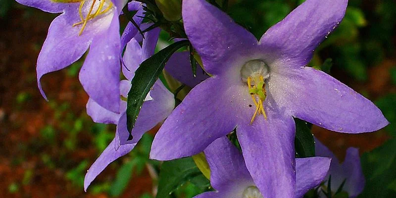 CAMPANULA Pyramidalis - Campanule pyramidale