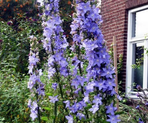 CAMPANULA Pyramidalis - Campanule pyramidale