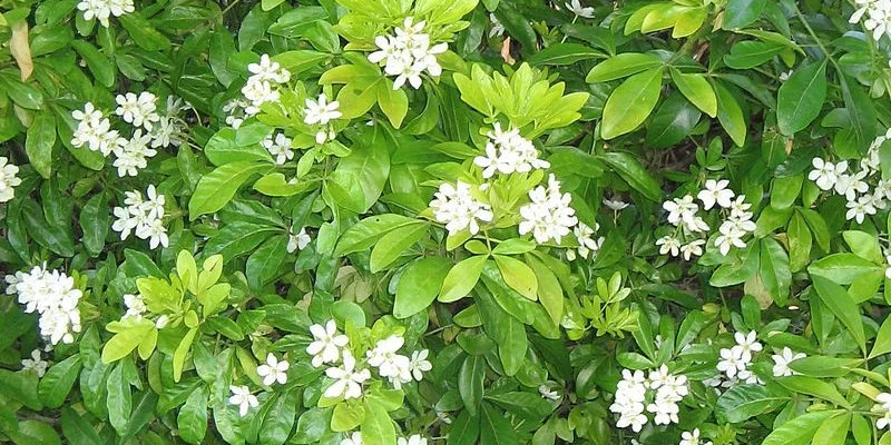 CHOISYA ternata 'Sundance' - Oranger de Mexique