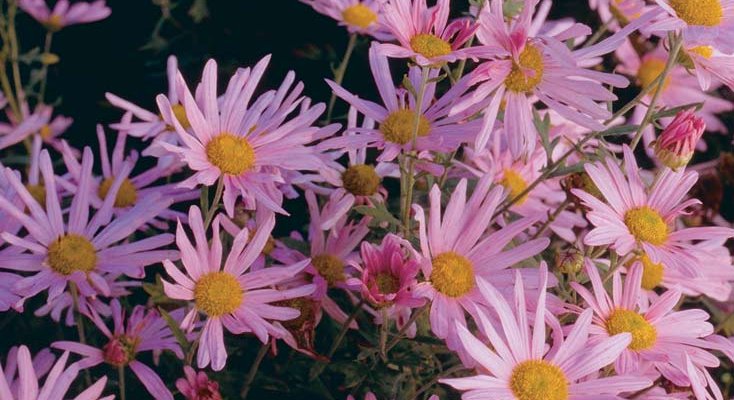 CHRYSANTHEMUM 'Clara Curtis' - Chrysanthème des jardins