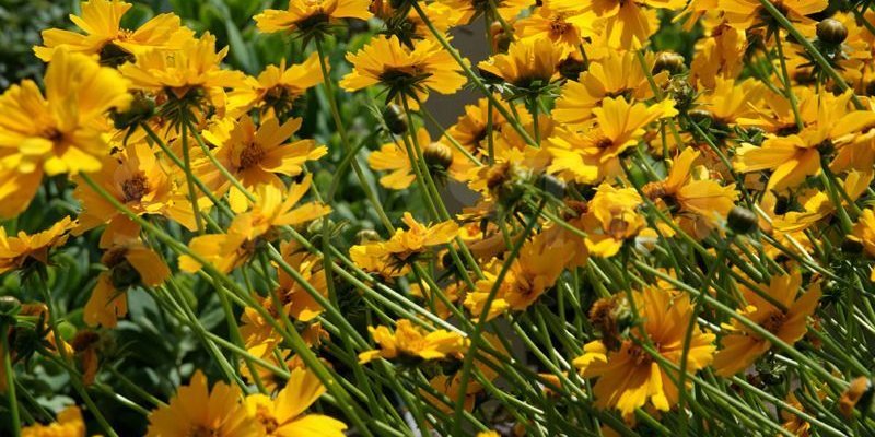 COREOPSIS grandiflora 'Badengold' - Coréopsis à grandes fleurs