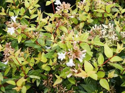 ABELIA grandiflora 'Francis Masson' - Abélie à feuille jaune