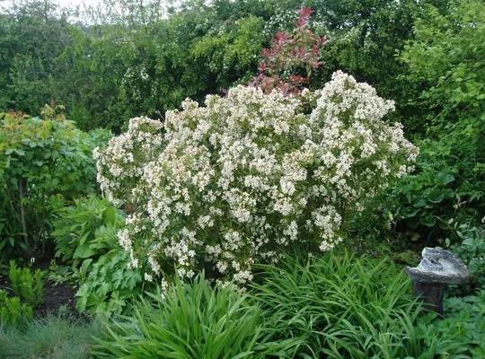 CHOISYA ternata 'Aztec Pearl' - Oranger du Mexique