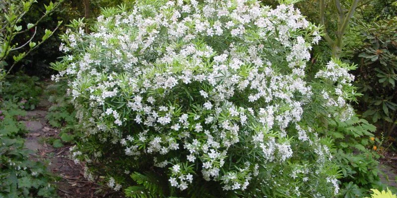 CHOISYA ternata 'Aztec Pearl' - Oranger du Mexique