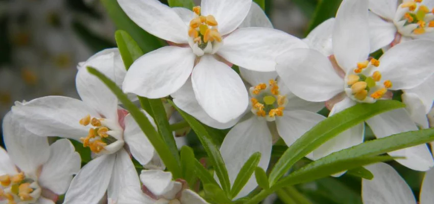 CHOISYA ternata 'Aztec Pearl' - Oranger du Mexique