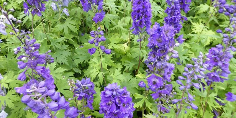 DELPHINIUM x pacific 'Black Knight' - Pied-d'alouette 'Black Knight'