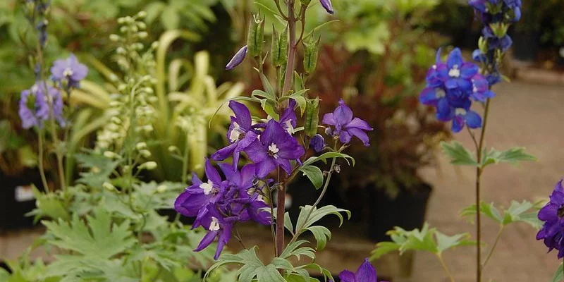 DELPHINIUM x pacific 'Black Knight' - Pied-d'alouette 'Black Knight'