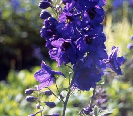 DELPHINIUM x pacific 'Black Knight' - Pied-d'alouette 'Black Knight'