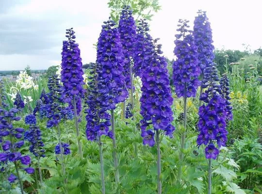 DELPHINIUM x pacific 'Black Knight' - Pied-d'alouette 'Black Knight'