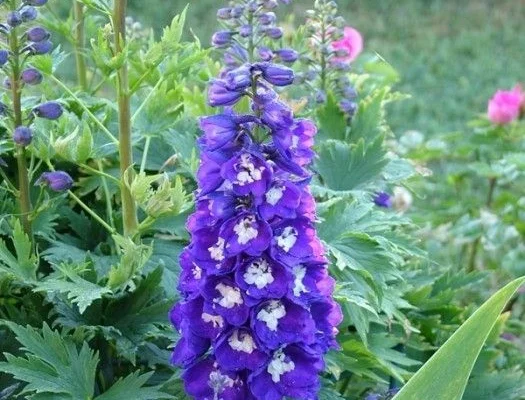 DELPHINIUM x pacific 'King Arthur'