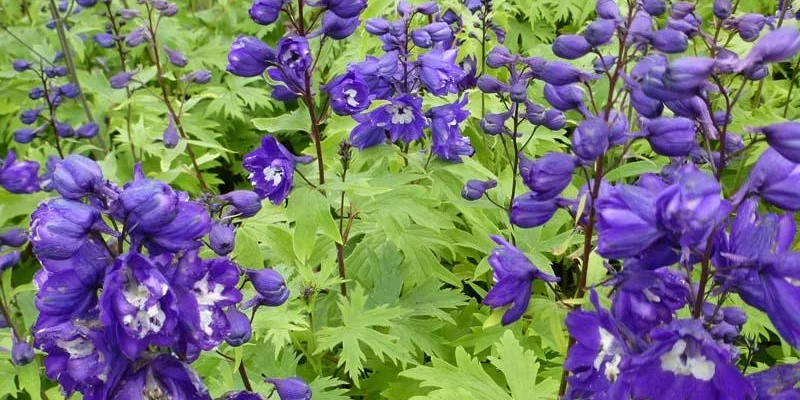 DELPHINIUM x pacific 'King Arthur'