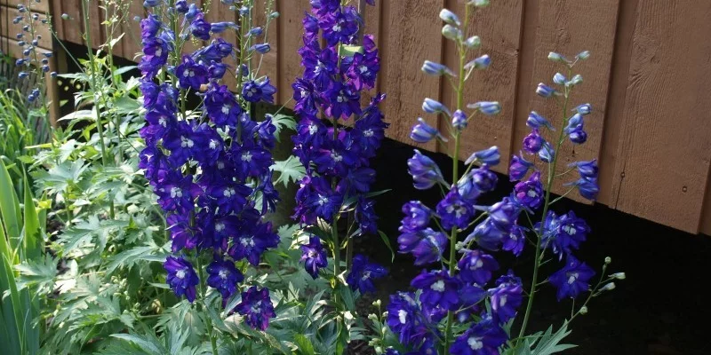 DELPHINIUM x pacific 'King Arthur'