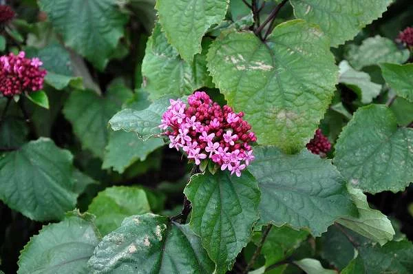 CLERODENDRUM bungei - Clérodendron du bunge