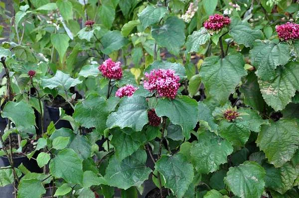 CLERODENDRUM bungei - Clérodendron du bunge