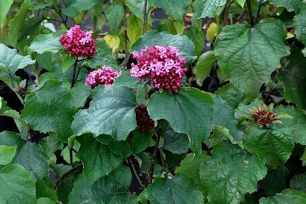 CLERODENDRUM bungei - Clérodendron du bunge