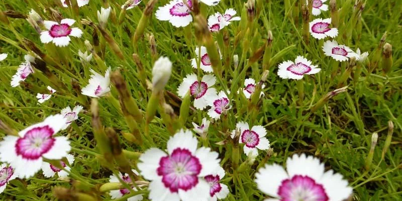 DIANTHUS deltoides 'Arctic Fire' - Oeillet à delta 'Arctic Fire'