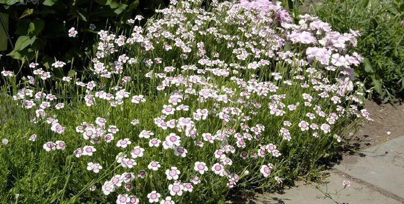 DIANTHUS deltoides 'Arctic Fire' - Oeillet à delta 'Arctic Fire'