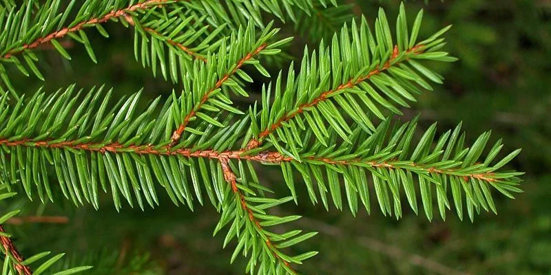 PICEA ABIE - Epicea commun