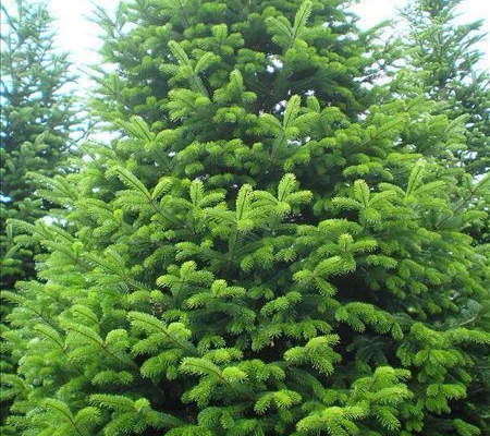 ABIES NORDMANNNIANA - Sapin Nordmann