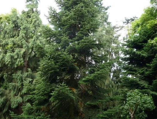 ABIES NORDMANNNIANA - Sapin Nordmann