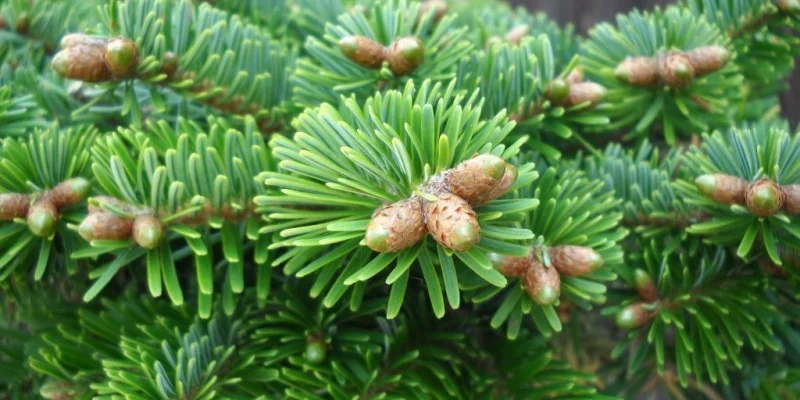 ABIES NORDMANNNIANA - Sapin Nordmann