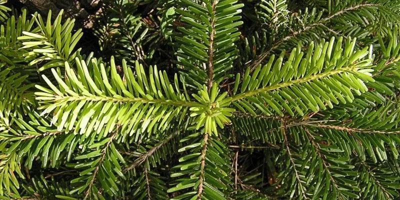 ABIES NORDMANNNIANA - Sapin Nordmann