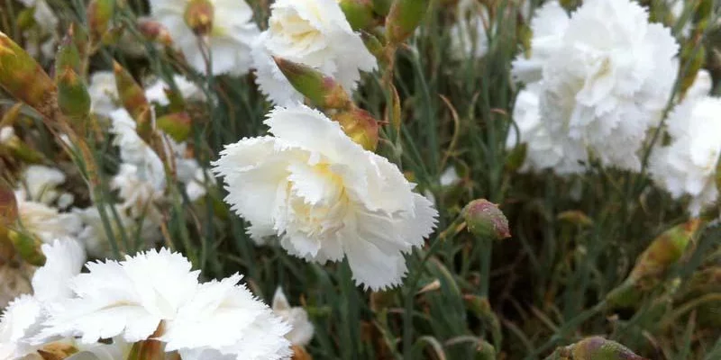 DIANTHUS Plumarius 'Haytor White' - Oeillet mignardise