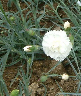 DIANTHUS Plumarius 'Haytor White' - Oeillet mignardise