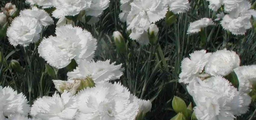 DIANTHUS Plumarius 'Haytor White' - Oeillet mignardise