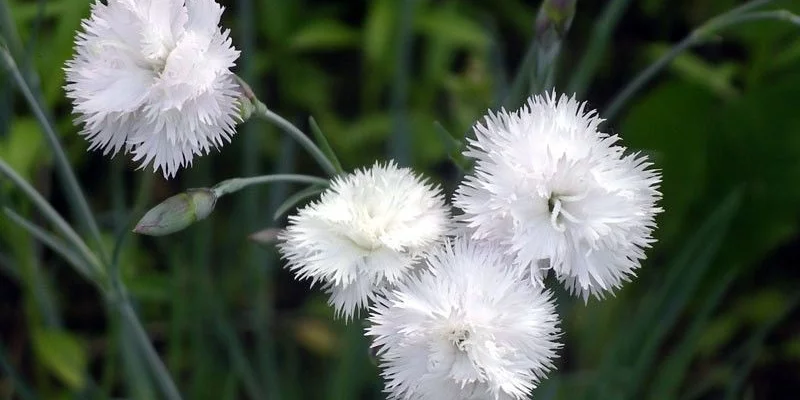 DIANTHUS Plumarius 'Haytor White' - Oeillet mignardise