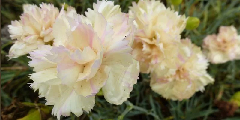 DIANTHUS plumarius 'Devon Crème' - Oeillet mignardise 'Devon Pearl'