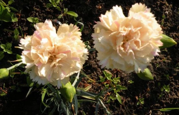 DIANTHUS plumarius 'Devon Crème' - Oeillet mignardise 'Devon Pearl'