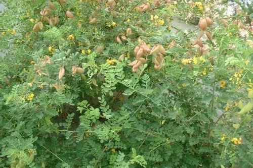 COLUTEA arborescens - Baguenaudier commun