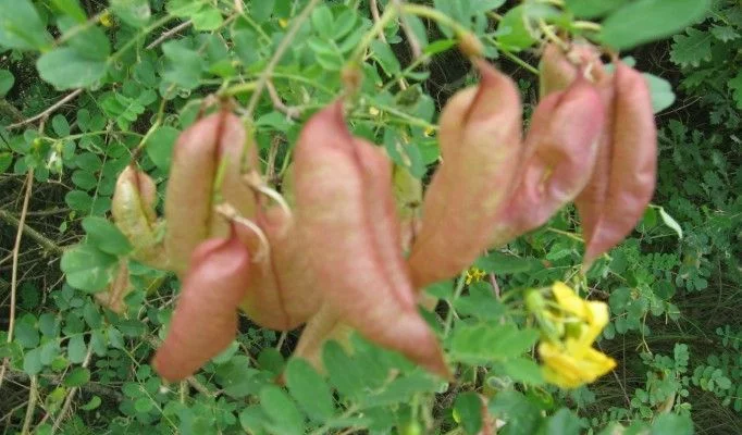 COLUTEA arborescens - Baguenaudier commun