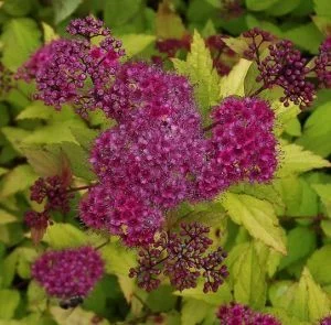 SPIRAEA japonica 'Magic Carpet'® - Spirée japonaise 'Magic Carpet'