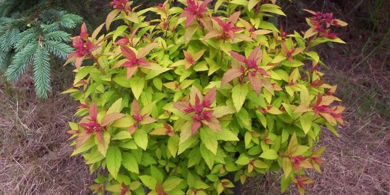 SPIRAEA japonica 'Magic Carpet'® - Spirée japonaise 'Magic Carpet'
