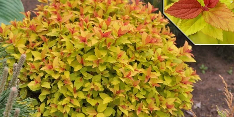 SPIRAEA japonica 'Magic Carpet'® - Spirée japonaise 'Magic Carpet'