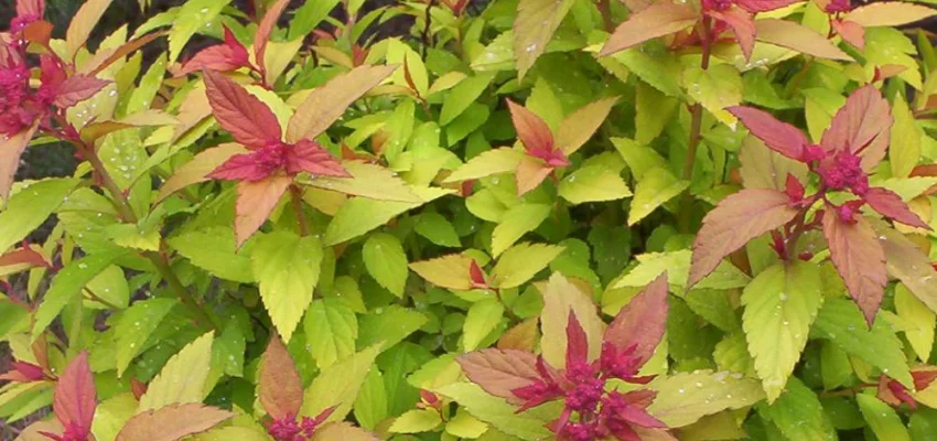 SPIRAEA japonica 'Magic Carpet'® - Spirée japonaise 'Magic Carpet'