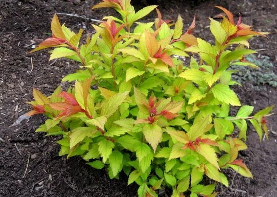 SPIRAEA japonica 'Magic Carpet'® - Spirée japonaise 'Magic Carpet'
