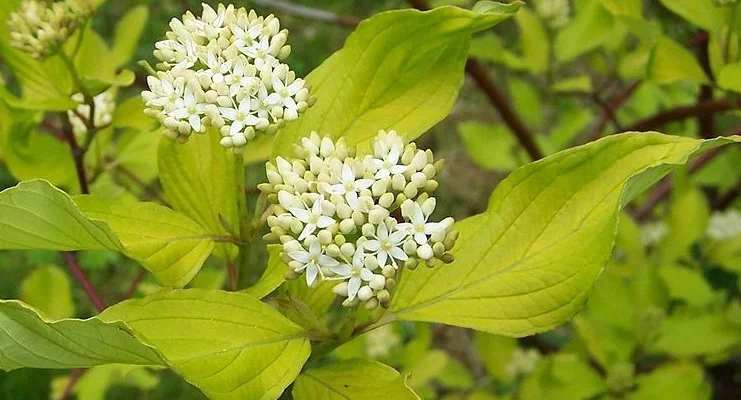 CORNUS alba - Cornouiller blanc