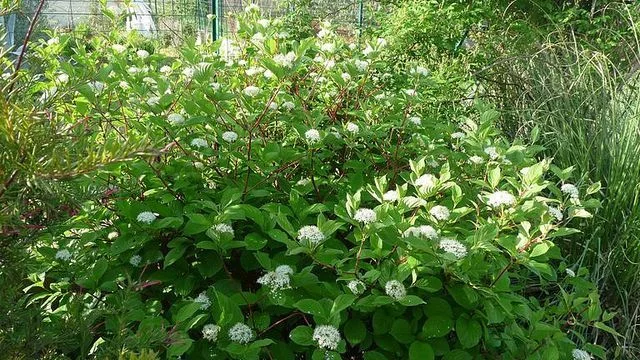 CORNUS alba - Cornouiller blanc