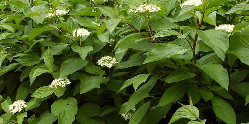 CORNUS alba - Cornouiller blanc