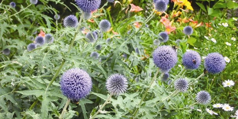 ECHINOPS ritro