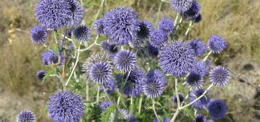 ECHINOPS ritro