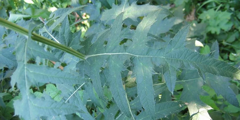 ECHINOPS ritro