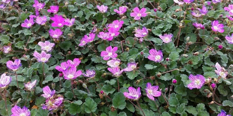 ERODIUM x variabile 'Bishop's Form' - Bec de Grue