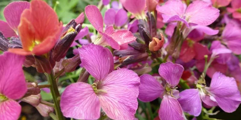 ERYSIMUM 'Constant Cheer' - Fausse-giroflée