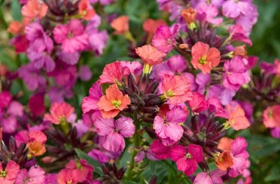 ERYSIMUM 'Constant Cheer' - Fausse-giroflée